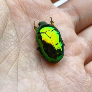Puede incluir: Un escarabajo de color verde metálico vibrante con un exoesqueleto liso y reflectante que presenta una marca triangular de color amarillo verdoso en el dorso y pequeñas patas con puntas oscuras, mostrando un brillo iridiscente.