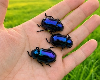Real Beetle Specimen – Iridescent Leaf Beetle Trio (Approx. 1+ cm / ~0.4 inches)