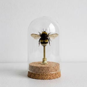 Puede incluir: Un abejorro preservado con rayas difusas negras y amarillas y alas translúcidas, montado sobre una varilla de latón delgada fijada a una base circular de corcho, todo encerrado dentro de una cúpula de cristal transparente.