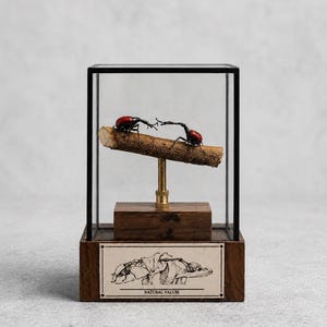 May include: A glass display case with a black frame containing two red-bodied beetles on a small wooden branch. The branch is mounted on a brass stand atop a dark wooden base. A label on the front features a line drawing and the text NATURAL VALUES.