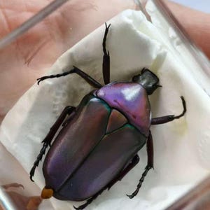 Op de afbeelding: Een levendige kever met een metallic, iriserende schaal in tinten paars, groen en brons. Het insect wordt weergegeven in een transparante, vierkante container op een wit, getextureerd oppervlak. De poten en antennes van de kever zijn donker.