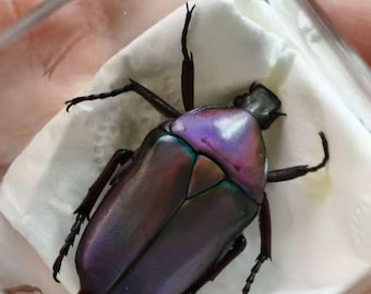 Pink Scarab Beetle Specimen | Rare All-Pink Beetle | A1 Collector Grade | Insect Specimen with Display Box