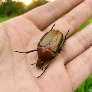 Puede incluir: Un escarabajo grande con un exoesqueleto brillante e iridiscente que cambia de verde metálico a un tono marrón cobrizo cálido. El insecto presenta un cuerpo segmentado, cubiertas alares visibles y patas articuladas oscuras.