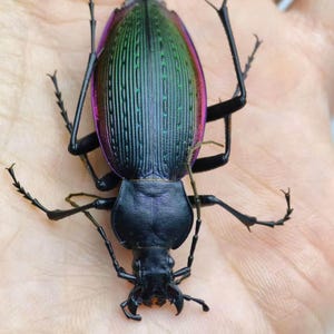 Autentico insetto Carabus Prodigus, coleottero terrestre, vero insetto, esemplare entomologico nero-verde lucido, regalo unico a tema natura, decorazione insolita per la casa