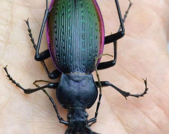 珍しいターコイズ色の大きなカミキリムシの額入り - Anoplophora