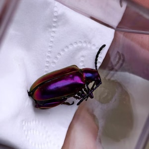 May include: An iridescent beetle, displaying a metallic sheen of purple, green, and gold, is positioned on a white paper towel within a clear container. The beetle's detailed structure is clearly visible.