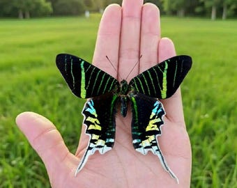 Preserved Butterfly Specimen Collection, Real Insect Display, Nature Inspired Home Decor, Unique Gift for Nature Lovers, Handmade Entomology