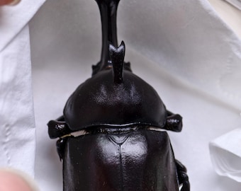 巨大カブトムシ（Eupatorus gracilicornis）。本物の昆虫。剥製
