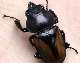 Esemplare di coleottero, vero insetto conservato, esposizione entomologica, cervo volante maschio di Parry con mandibole rotonde, decorazione per gabinetto delle curiosità.