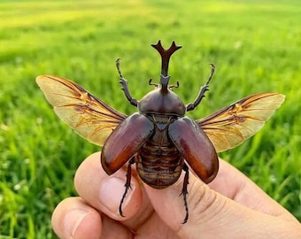 Ejemplar auténtico de escarabajo rinoceronte japonés - Escarabajo unicornio macho conservado A1, arte entomológico con alas extendidas, decoración de Allomyrina dichotoma