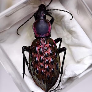 Może przedstawiać: Zbliżenie chrząszcza z błyszczącą, opalizującą skorupą. Skorupa chrząszcza to mieszanka ciemnozielonego, czerwonego i fioletowego, z teksturowanym wzorem. Ma długie czułki i nogi. Chrząszcz znajduje się w przezroczystym plastikowym pojemniku.