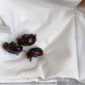 May include: Three small beetles with a highly reflective, iridescent exoskeleton that shifts between shades of metallic purple, green, and gold. Each beetle has a rounded, oval-shaped body with visible dark legs and antennae, resting on a white surface.