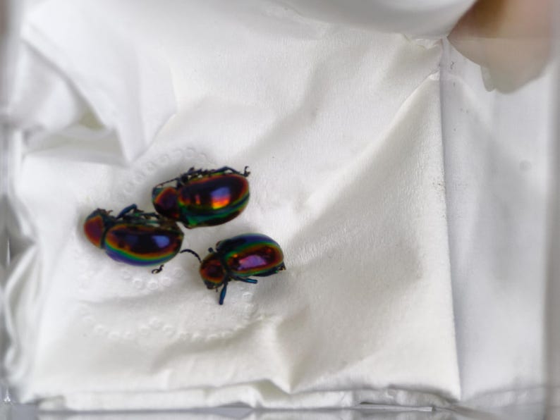 May include: Three small beetles with a highly reflective, iridescent exoskeleton that shifts between shades of metallic purple, green, and gold. Each beetle has a rounded, oval-shaped body with visible dark legs and antennae, resting on a white surface.