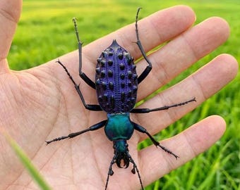 Iridescent Ground Beetle Specimen, Real A1 Insect Display, Entomology Collectible, Natural History Decor, Insect Art Gift, DIY Beetle Supply