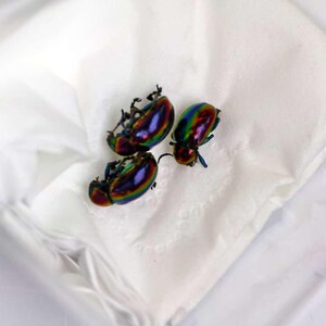 May include: Three iridescent beetles with a metallic, multi-colored shell featuring shifting hues of green, blue, purple, and gold. The insects have visible legs and antennae, displaying a polished, reflective surface texture across their rounded bodies.