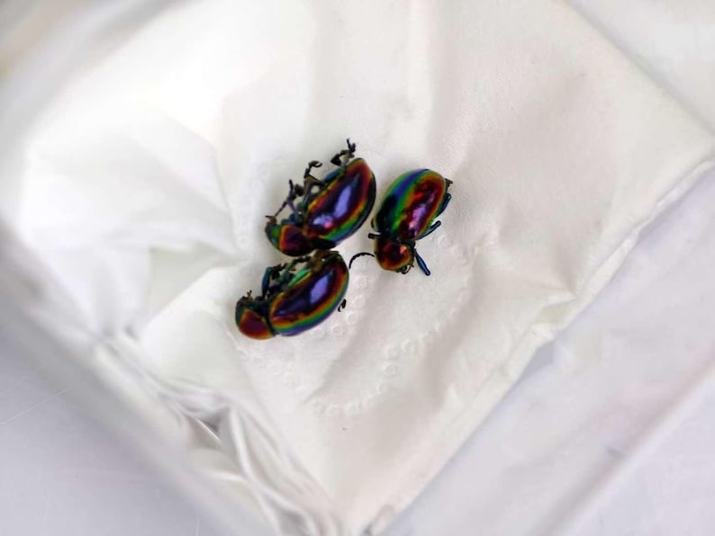 May include: Three iridescent beetles with a metallic, multi-colored shell featuring shifting hues of green, blue, purple, and gold. The insects have visible legs and antennae, displaying a polished, reflective surface texture across their rounded bodies.