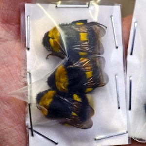 Puede incluir: Primer plano de tres abejorros preservados, encerrados en una funda de plástico transparente, sujetos a una tarjeta blanca con alfileres metálicos. Los abejorros tienen cuerpos a rayas negras y amarillas y alas translúcidas.