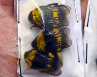 Real Large Bumblebee Queen Specimens | Set of 3 | Craft & Study
