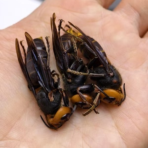 3 st äkta asiatisk jättebålgeting (Vespa mandarinia), bevarade mordbålgetingar av A1-kvalitet, entomologiset med utbredda vingar, kuriosaskåp