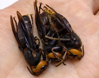 本物の巨大女王蜂の剥製 - Vespa mandarinia japonica - Etsy 日本