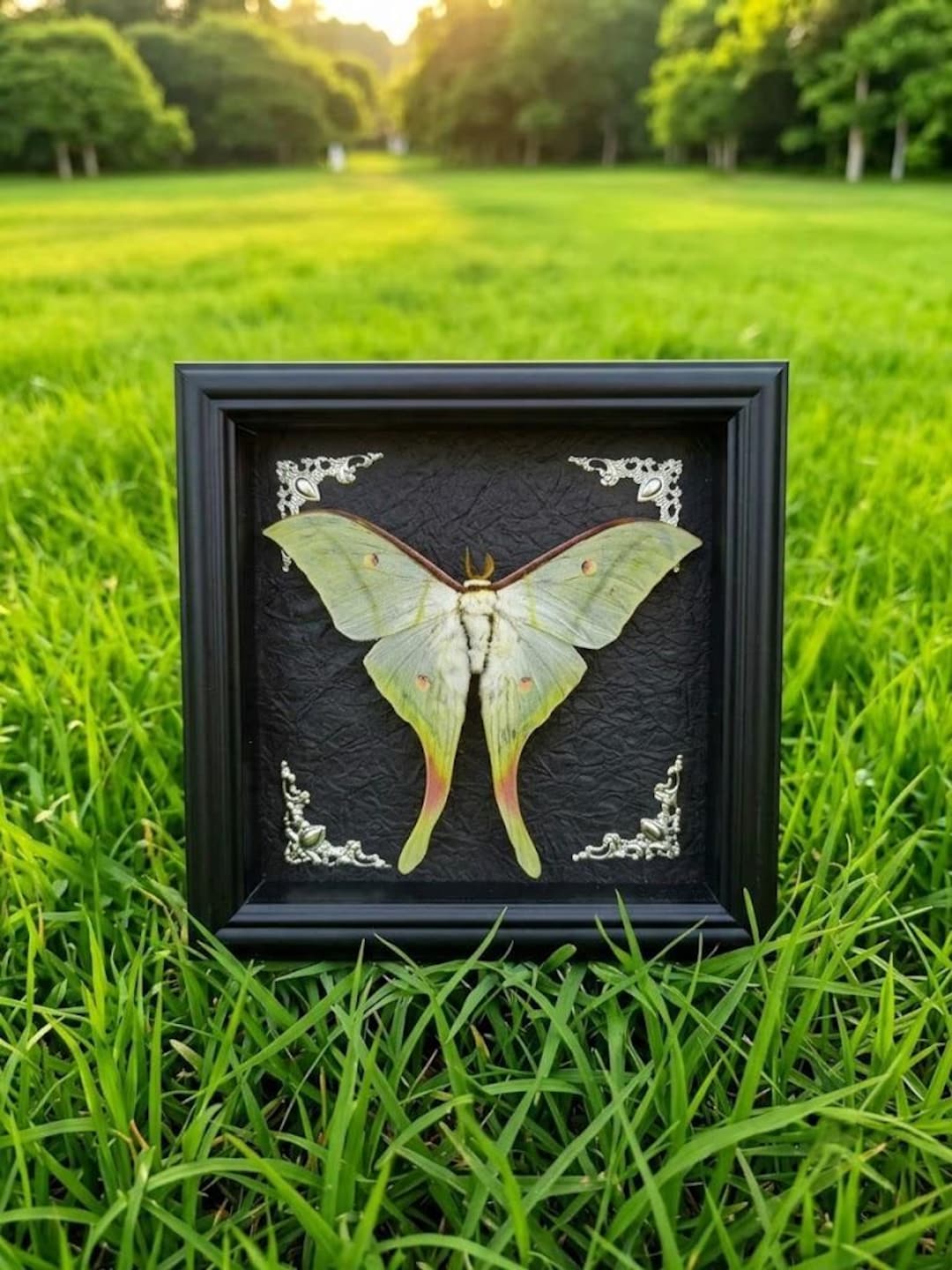 Framed Luna Moth Specimen | Real Actias Selene | 7" Gothic Shadow Box ...