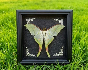 Inramat Luna Moth-exemplar | Äkta Actias selene | 7" gotisk skuggbox-taxidermikonst, mörk akademi och himmelsk dekor, present till insektsälskare