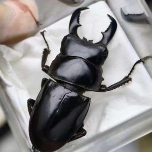 Puede incluir: Primer plano de un escarabajo ciervo negro, con grandes mandíbulas curvas, presentado en un recipiente transparente. El exoesqueleto brillante y el cuerpo segmentado del escarabajo son visibles sobre un paño blanco. La imagen destaca el impresionante tamaño y forma del insecto.