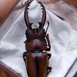 Puede incluir: Primer plano de un escarabajo ciervo marrón con grandes mandíbulas curvas. El escarabajo está en un recipiente de plástico transparente sobre un paño blanco. El cuerpo del escarabajo es de color marrón oscuro.