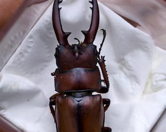 Small Two-Spot Stag Beetle Specimen | 1.57 in | Insect Display | Acrylic Box Included