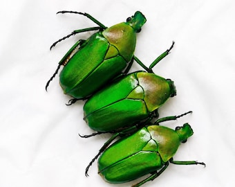 Real Beetle Specimen – Green Flower Beetle Trio (Approx. 22 mm / ~0.87 inches)