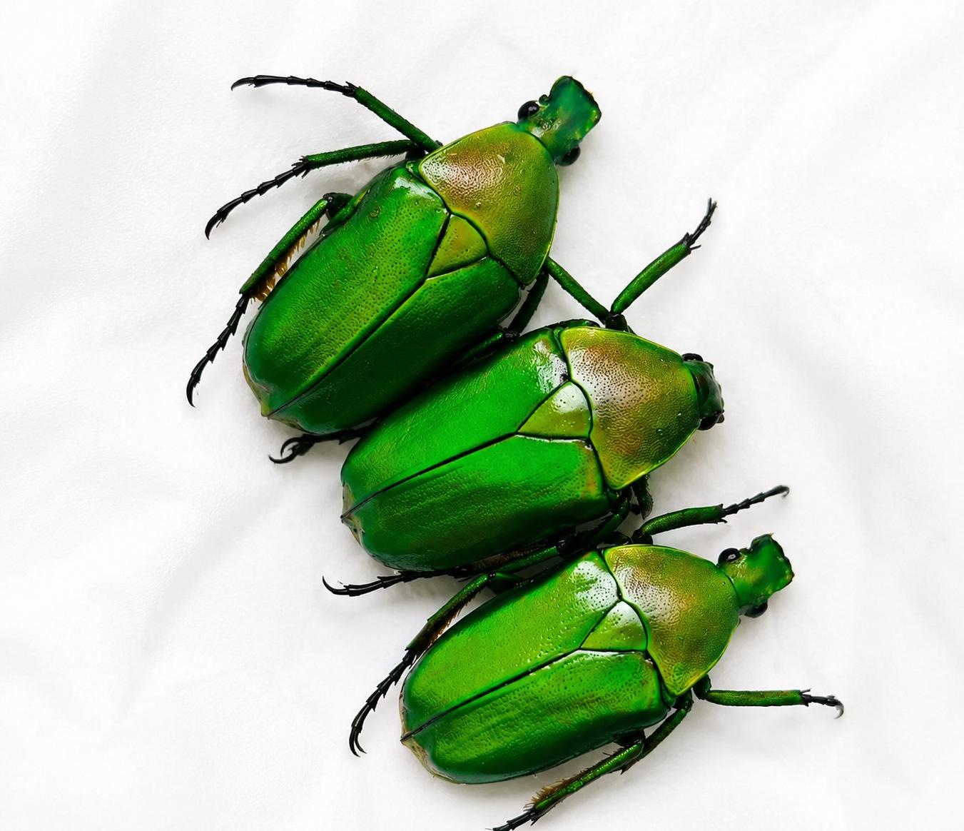 Christmas Beetle Specimen - Etsy Australia