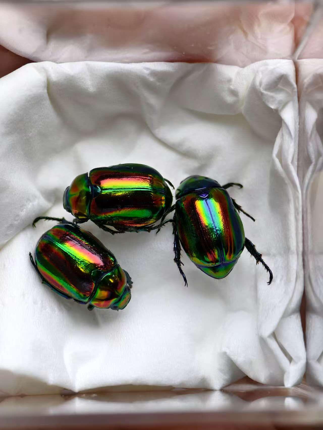 Live Dung Beetles - Etsy