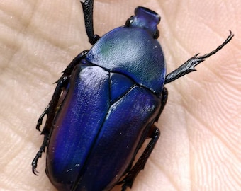 Ejemplar iridiscente de escarabajo longicornio, insecto verde azulado A1, insecto real conservado, exhibición de entomología, decoración de gabinete de curiosidades, regalo de la naturaleza