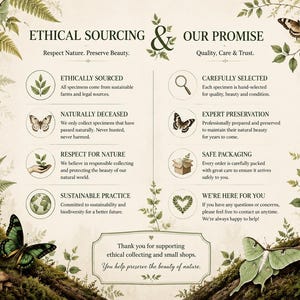 May include: An informational graphic titled Ethical Sourcing & Our Promise, featuring botanical illustrations of ferns, butterflies, and a moth. It lists eight points regarding sustainable practices, specimen preservation, and customer care on a cream background.