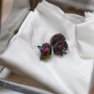 May include: Three iridescent beetles with a metallic, multi-colored sheen displaying shades of purple, green, and gold. The insects are positioned together on a folded white paper surface inside a clear, rectangular display container.