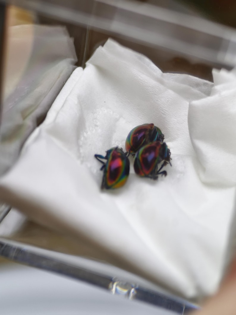 May include: Three iridescent beetles with a metallic, multi-colored sheen displaying shades of purple, green, and gold. The insects are positioned together on a folded white paper surface inside a clear, rectangular display container.