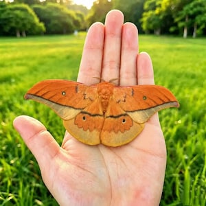 May include: A large Polyphemus moth with vibrant orange and tan wings featuring distinct dark eye-spots and thin black markings. The moth has a fuzzy, textured body and is resting flat with its wings fully extended, showcasing a symmetrical pattern.