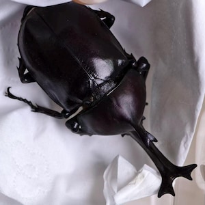 Peut inclure: Un scarabée rhinocéros brun foncé et brillant doté d'une corne proéminente et bifide s'étendant depuis sa tête. L'insecte présente un exosquelette dur et lisse ainsi que des pattes articulées, posé sur une surface en papier blanc froissé.