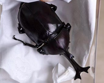 Grande esemplare di scarabeo rinoceronte / 2,76 pollici / Espositore per insetti / Scatola in acrilico inclusa
