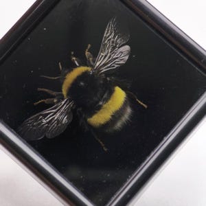Puede incluir: Un espécimen de abejorro preservado exhibido dentro de un marco cuadrado negro. El insecto presenta un cuerpo peludo con rayas negras y amarillas y alas translúcidas con venas extendidas sobre un fondo negro sólido.