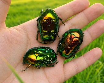 Real Beetle Specimen – Metallic Flower Beetle Trio (Approx. 2.5 cm / ~0.98 inches)