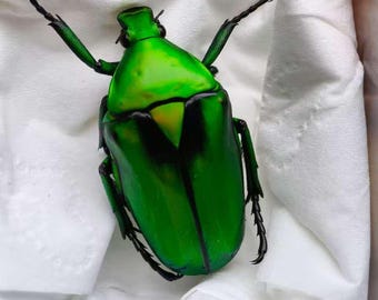 Large Green Flower Beetle — Rare Natural Insect Specimen for Display
