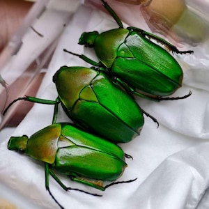 Könnte beinhalten: Drei leuchtend grüne Käfer mit schillernden Panzerungen werden gezeigt. Die Käfer haben einen metallischen Glanz, mit Gold- und Brauntönen auf ihren Köpfen. Sie liegen auf einer weißen, strukturierten Oberfläche, die ihre komplizierten Exoskelette und langen Antennen zeigt.