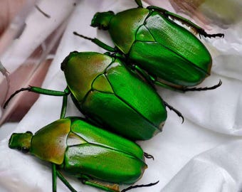 Odontolabis Ludekingi Indonsia (ID) - Real Stag Beetle Insect