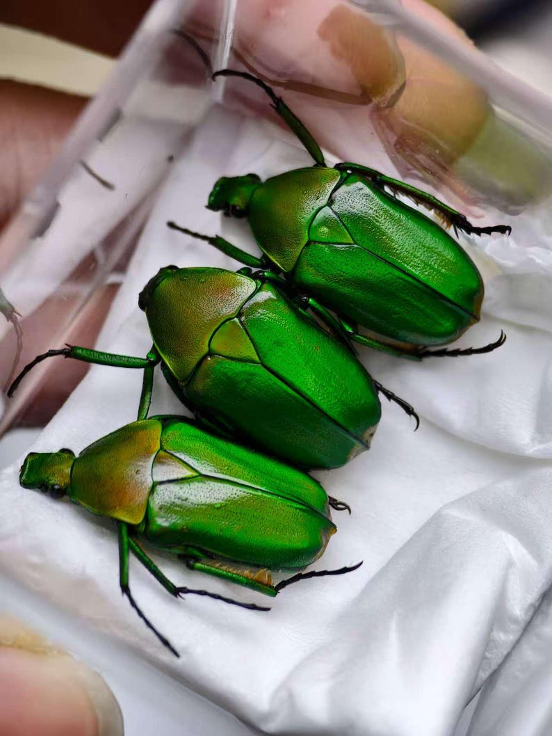 Green Shell Insect Real Beetle Specimen – Green Flower Beetle Trio (approx. 22 Mm / ~0.87 ...