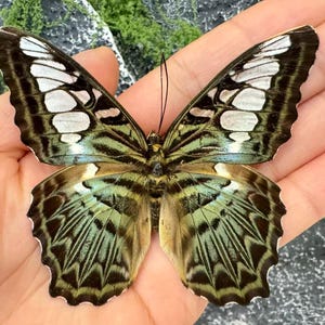 Ejemplar de mariposa real con caja transparente / Calidad A1 / Uso en manualidades y estudios