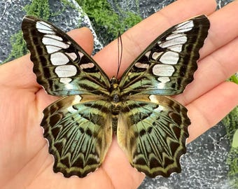 Real Butterfly Specimen with Clear Box | A1 Quality | Craft & Study Use