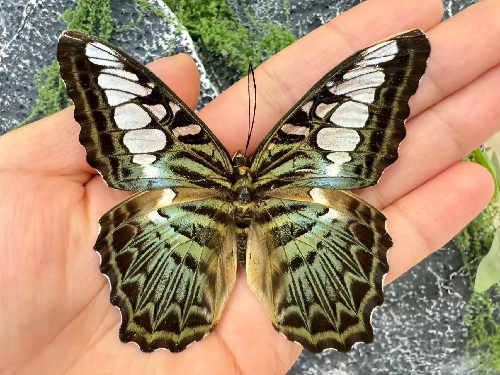 Butterfly specimen - Etsy 日本