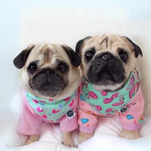 Peut inclure: Deux adorables carlins portant des pyjamas roses assortis avec un col vert menthe. Le col présente un motif de flamants roses et d'autres formes. Les carlins sont beiges avec des oreilles et des museaux noirs, et ils sont assis sur une surface blanche.