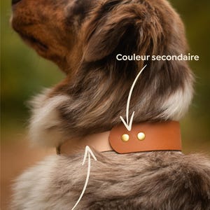 Può includere: Un collare per cani in pelle marrone con una base beige e un elemento decorativo marrone più scuro. Il collare è fissato con due rivetti color oro. Il pelo del cane è marrone e bianco.